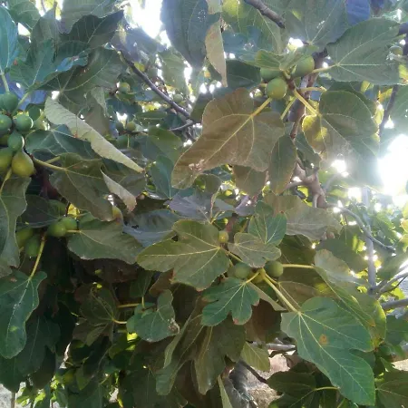 A Casa Dos Avos Σπίτι διακοπών *