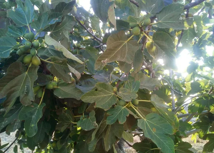 A Casa Dos Avos Feriehus *